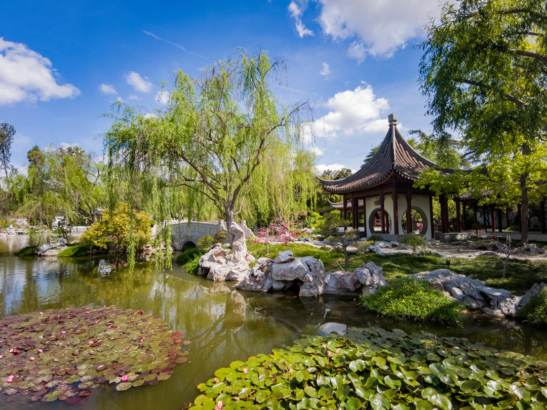 Красивий китайський садок з ставком у бібліотеці Хантінгтона.