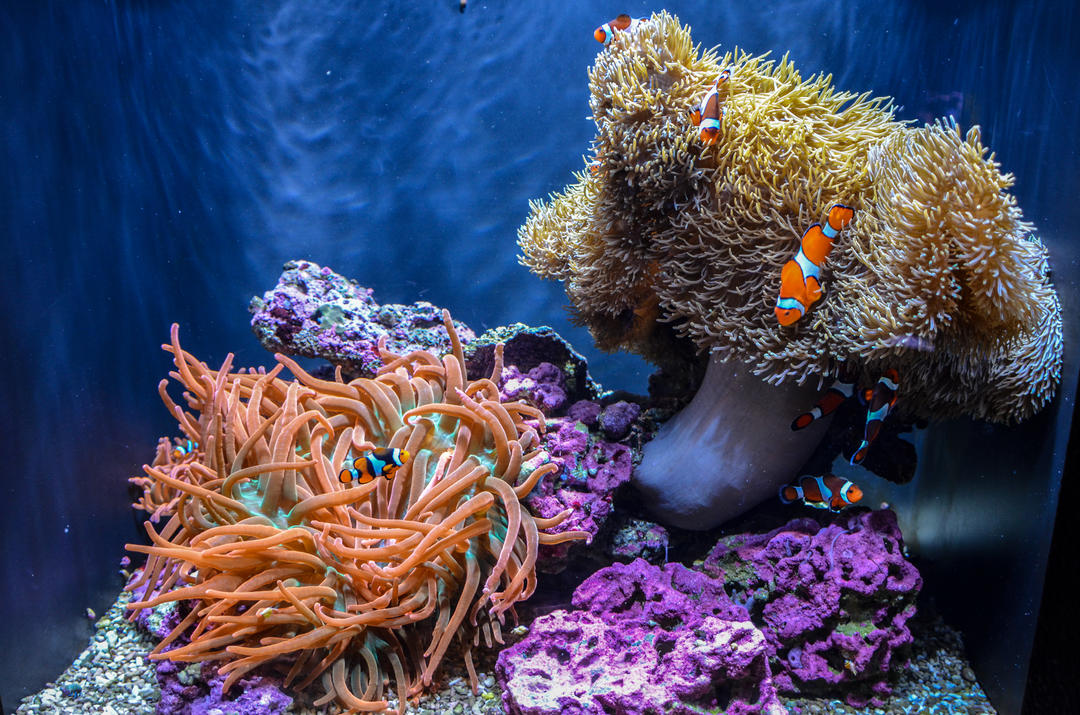 Риби та корали в акваріумі