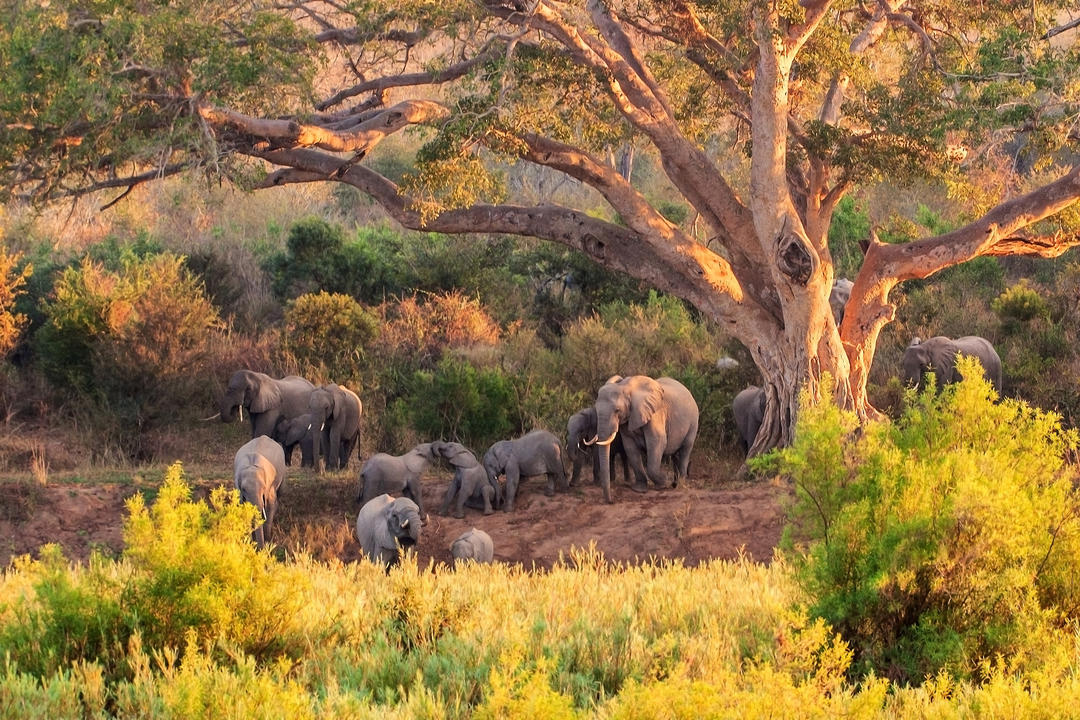 Стадо слона у Національному парку