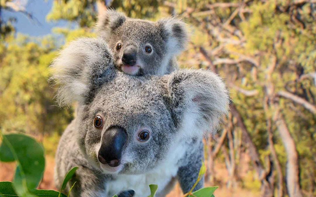 Матері та дитинча коали в зоопарку
