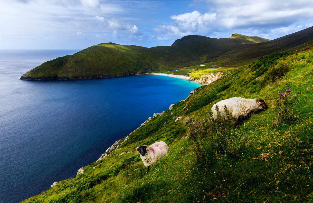 Вівці на острові Aхілл