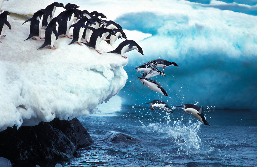 Група пінгвінів стрибає у воду