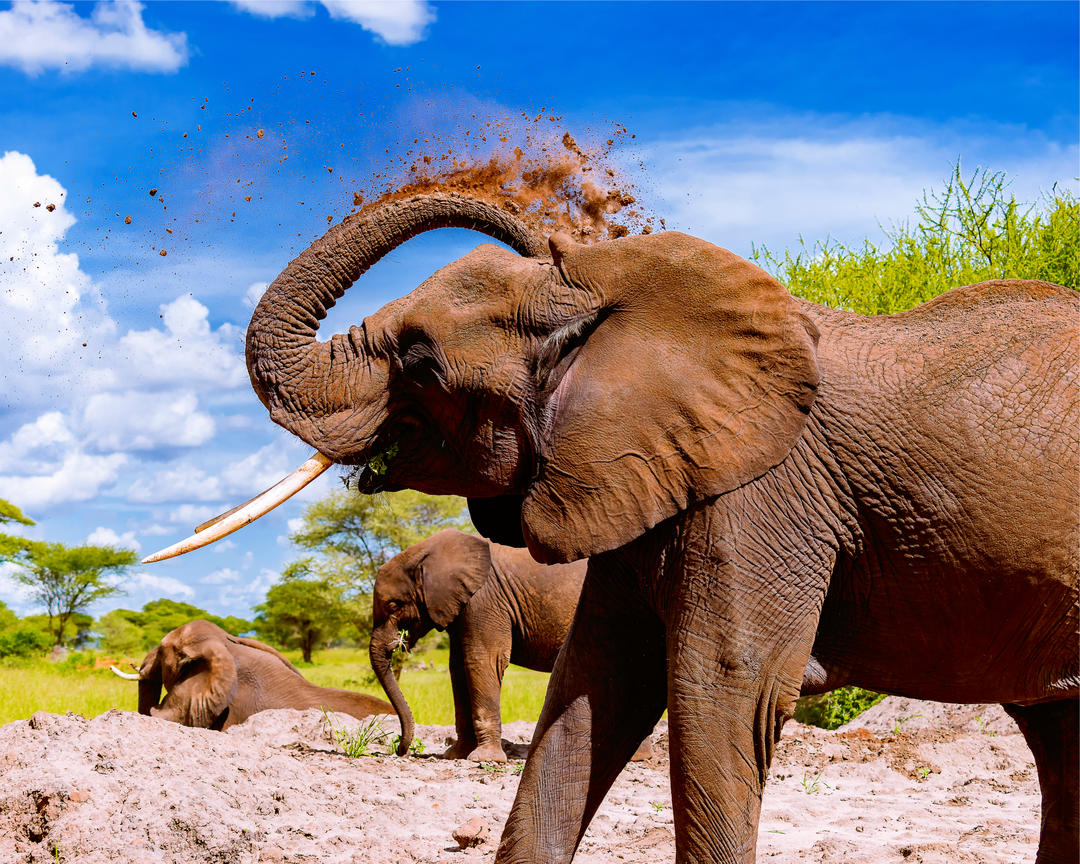 Африканські слони у національному парку