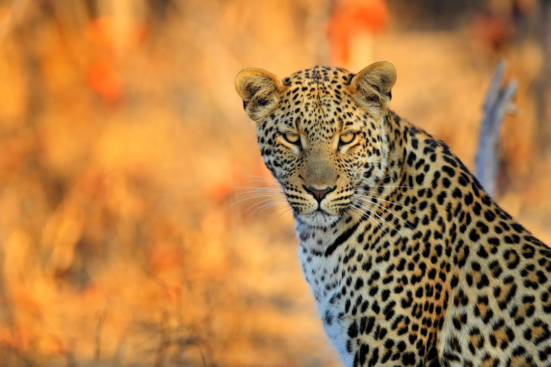 Африканський леопард - Panthera pardus shorttidgei