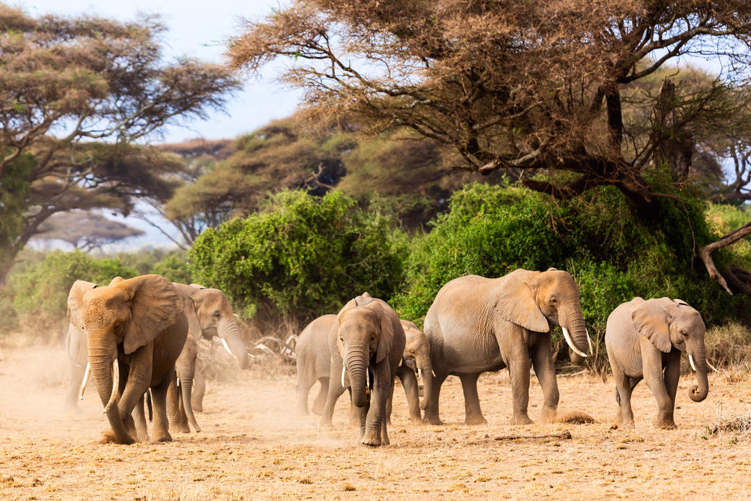 Стадо африканських слонів