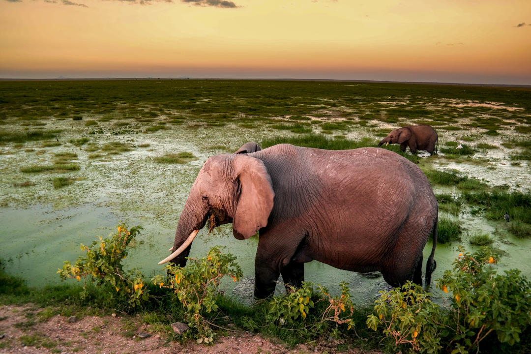 Слони на болоті