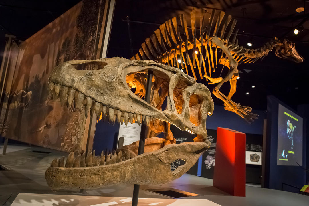 Череп кархародонтозавра у Музеї природної історії