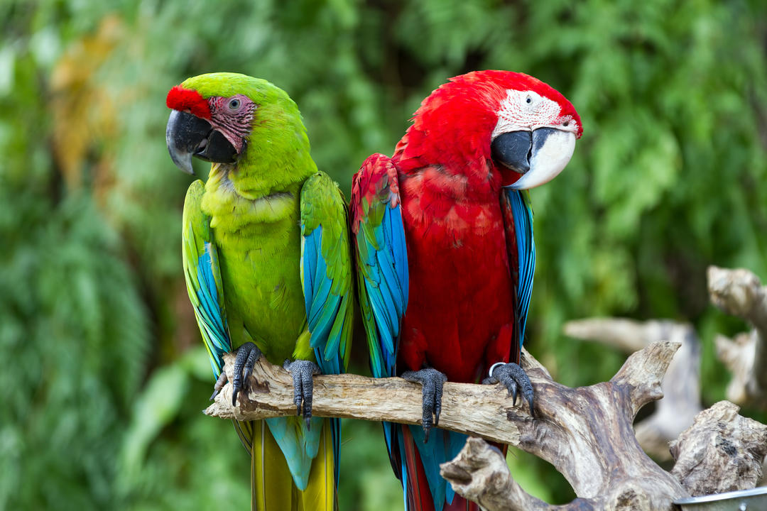 Два папуги Ара на сухому дереві