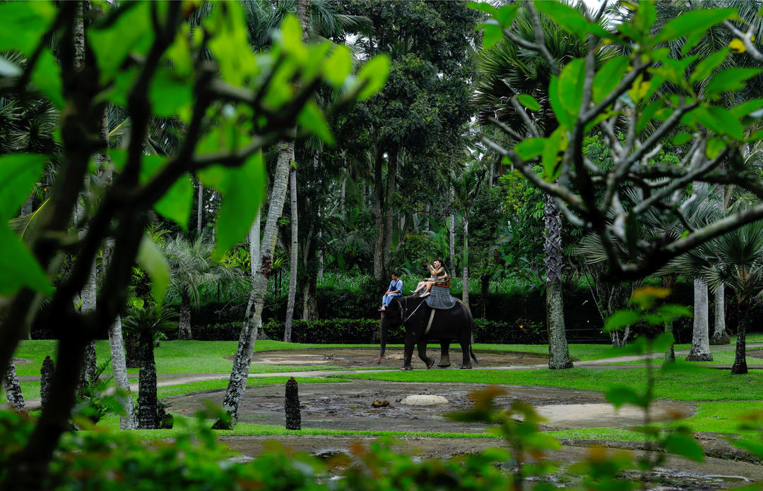 Туристи насолоджуються катанням на суматранскому слоні в сафарі-парку