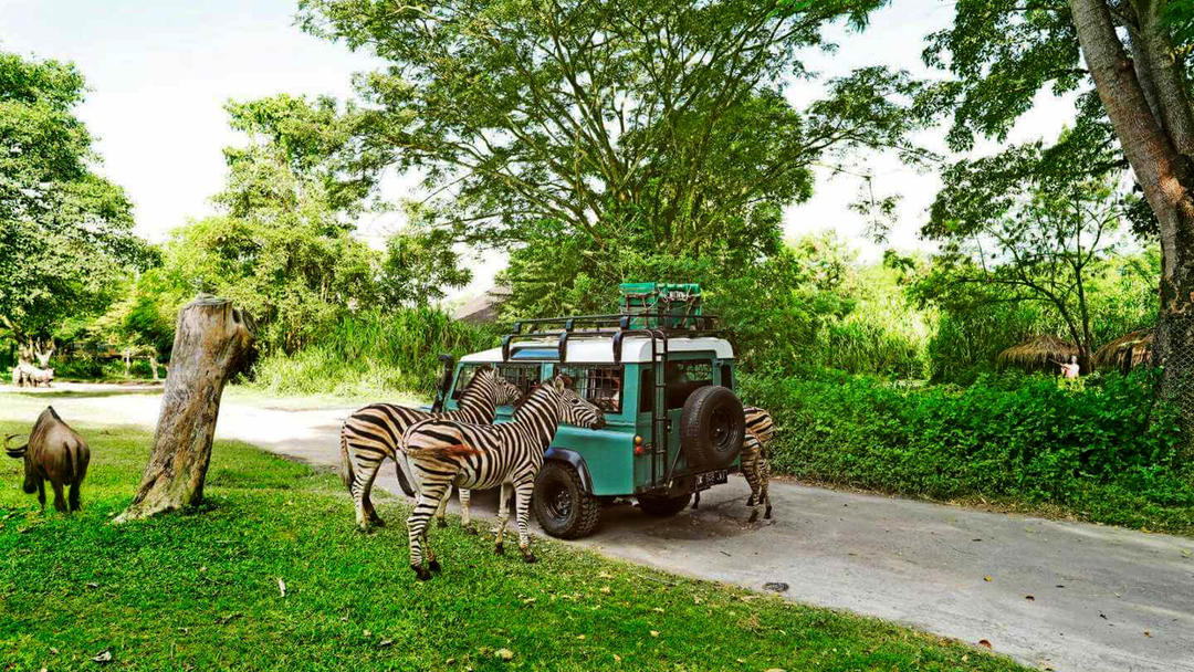 Зебри та антилопа біля туристичного позашляховика