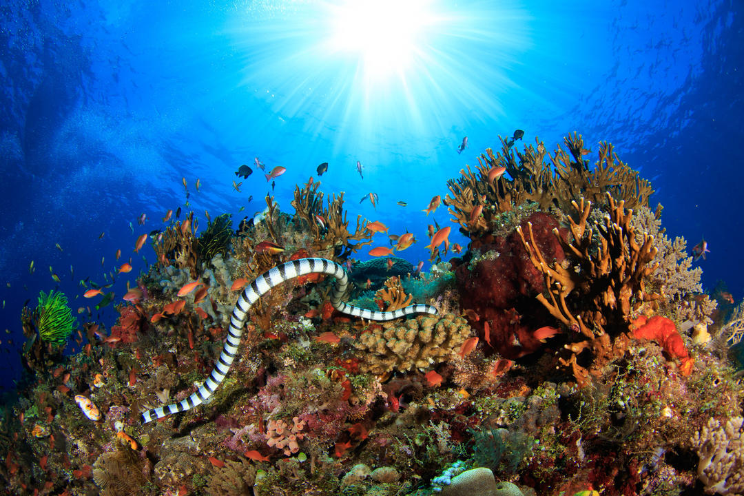 Смугаста морська змія на рифі