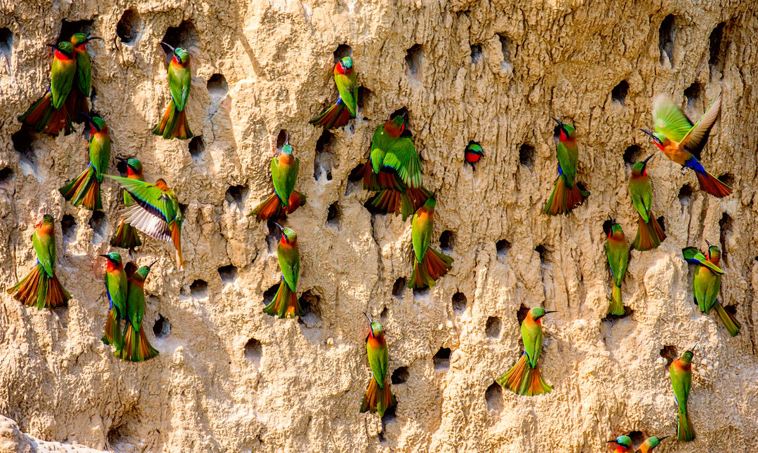 Велика колонія бджолярів у норах на глиняній стіні