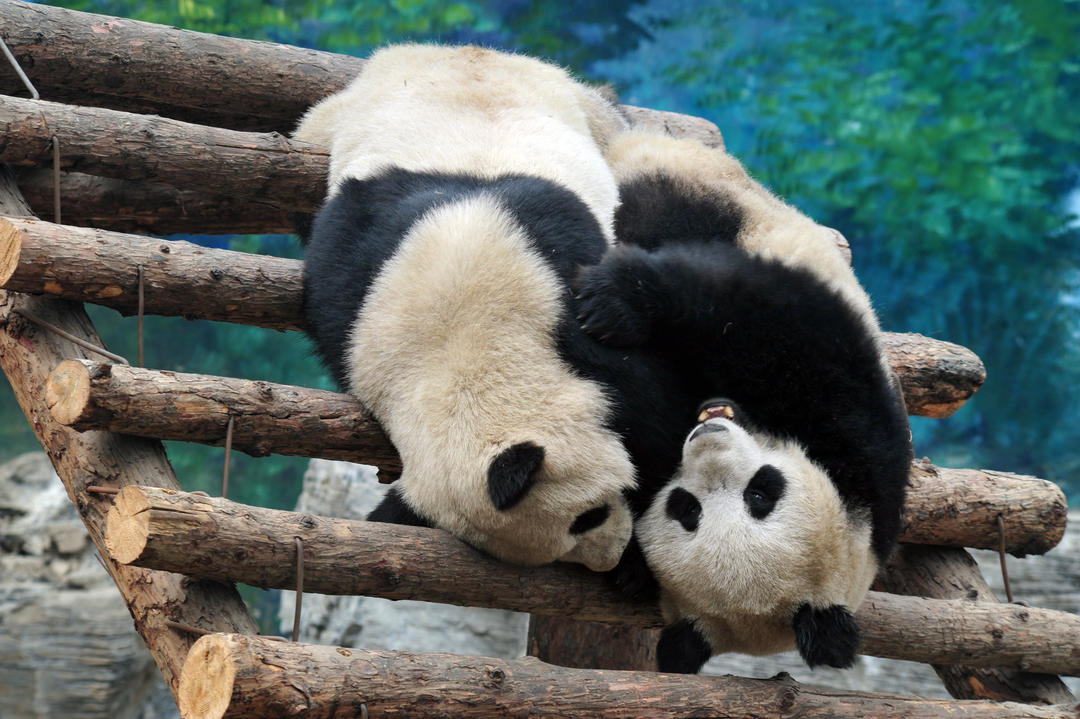 Два гігантські ведмеді-панди