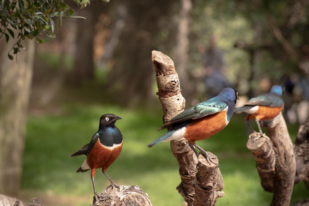 Кольорові птахи у біопарку Валенсії.