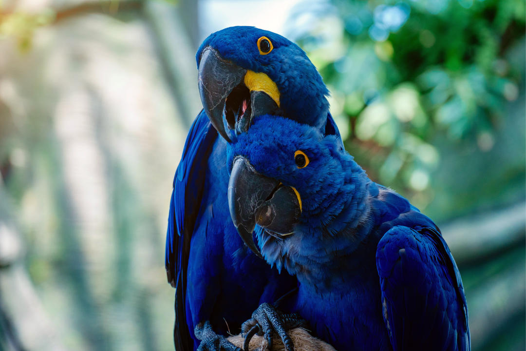 Пара блакитних папуг ара гіацинта в парку
