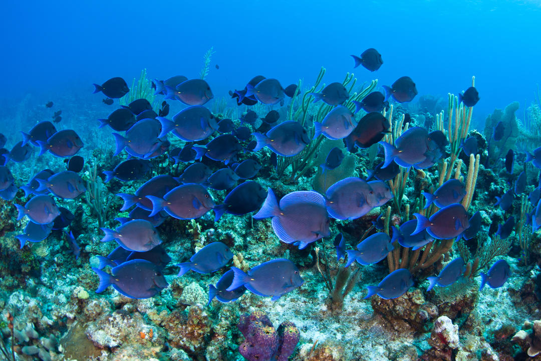 Зграя синіх риб плаває над кораловим рифом