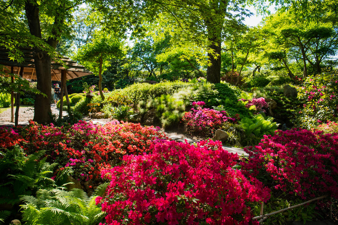 Квітучі клумби у Ботанічному саду у Празі