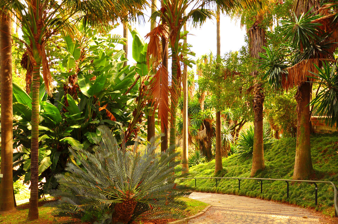 Пишна зелень та пальми у Ботанічному саду