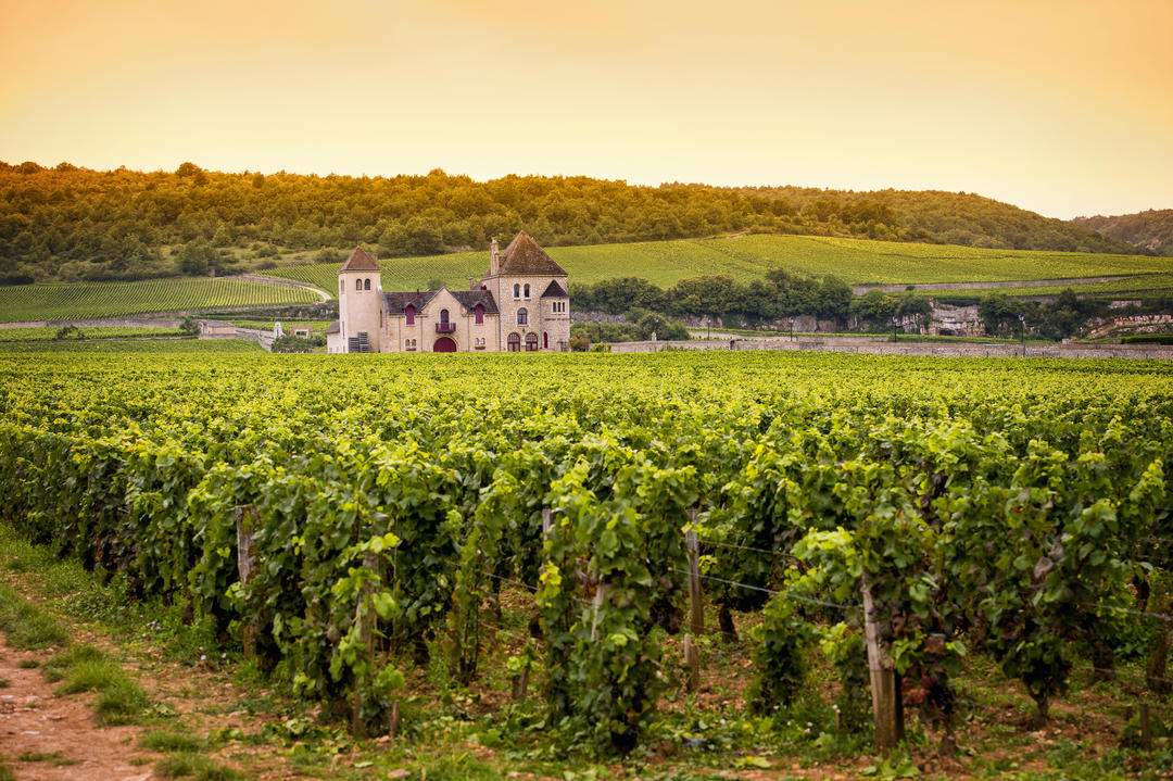 Замок з виноградниками, Бургундія.