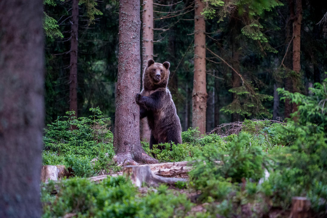 Бурий ведмідь у карпатському лісі