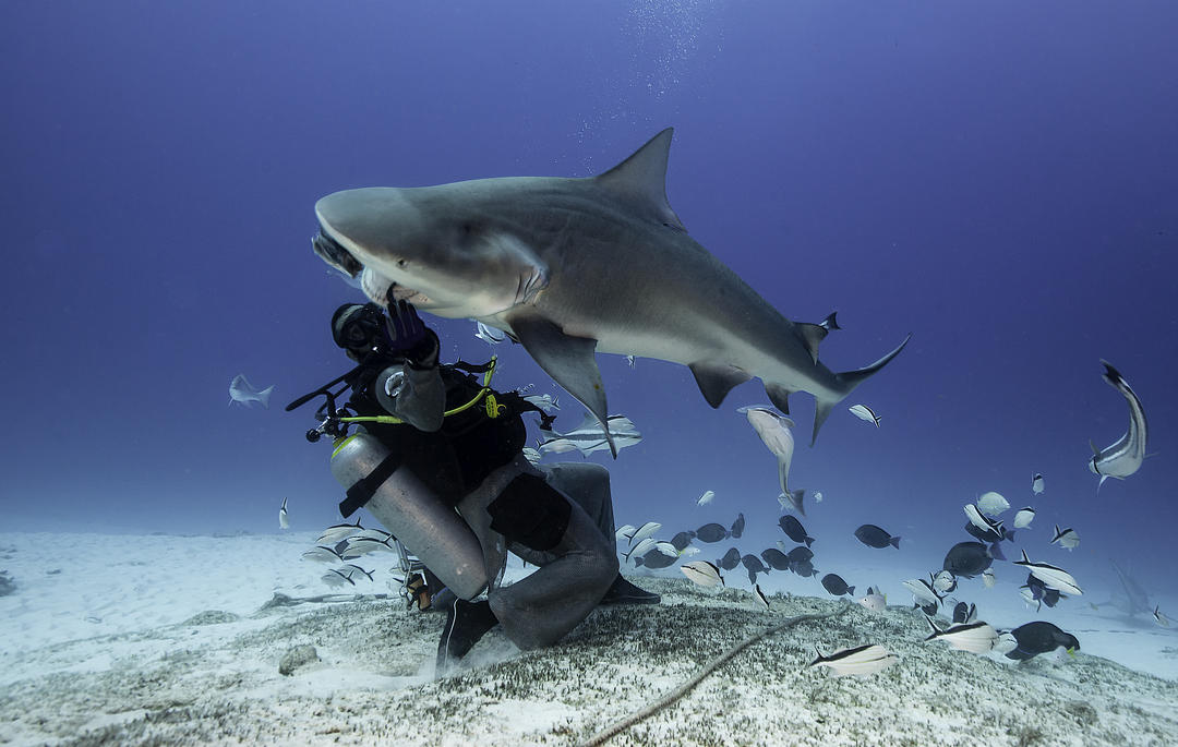 Дайвер в кольчужному костюмі, що годує акулу.