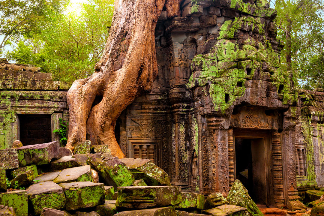 Давня кхмерська архітектура під гігантським корінням дерева