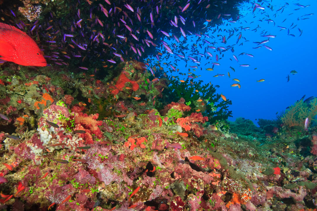 Яскравий та барвистий здоровий кораловий риф