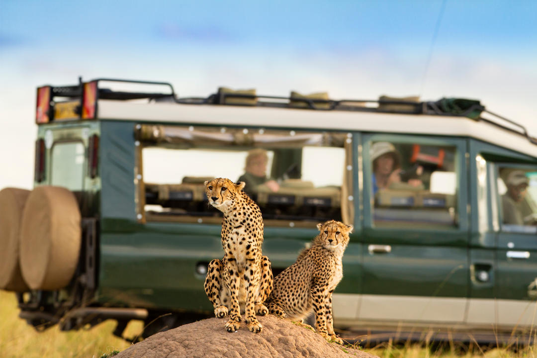 Два гепарди на тлі туристів у джипі