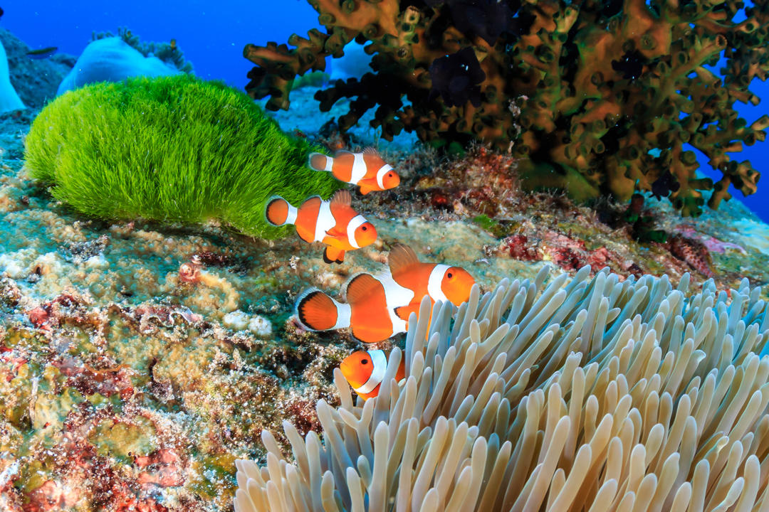 Зграйка риби-клоун на мальовничому, тропічному кораловому рифі.
