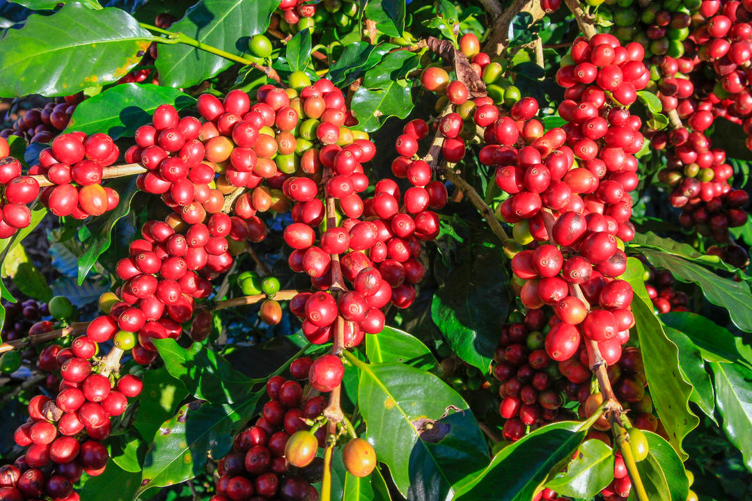 Кавове зерно на кавовому дереві у кафе Plantation