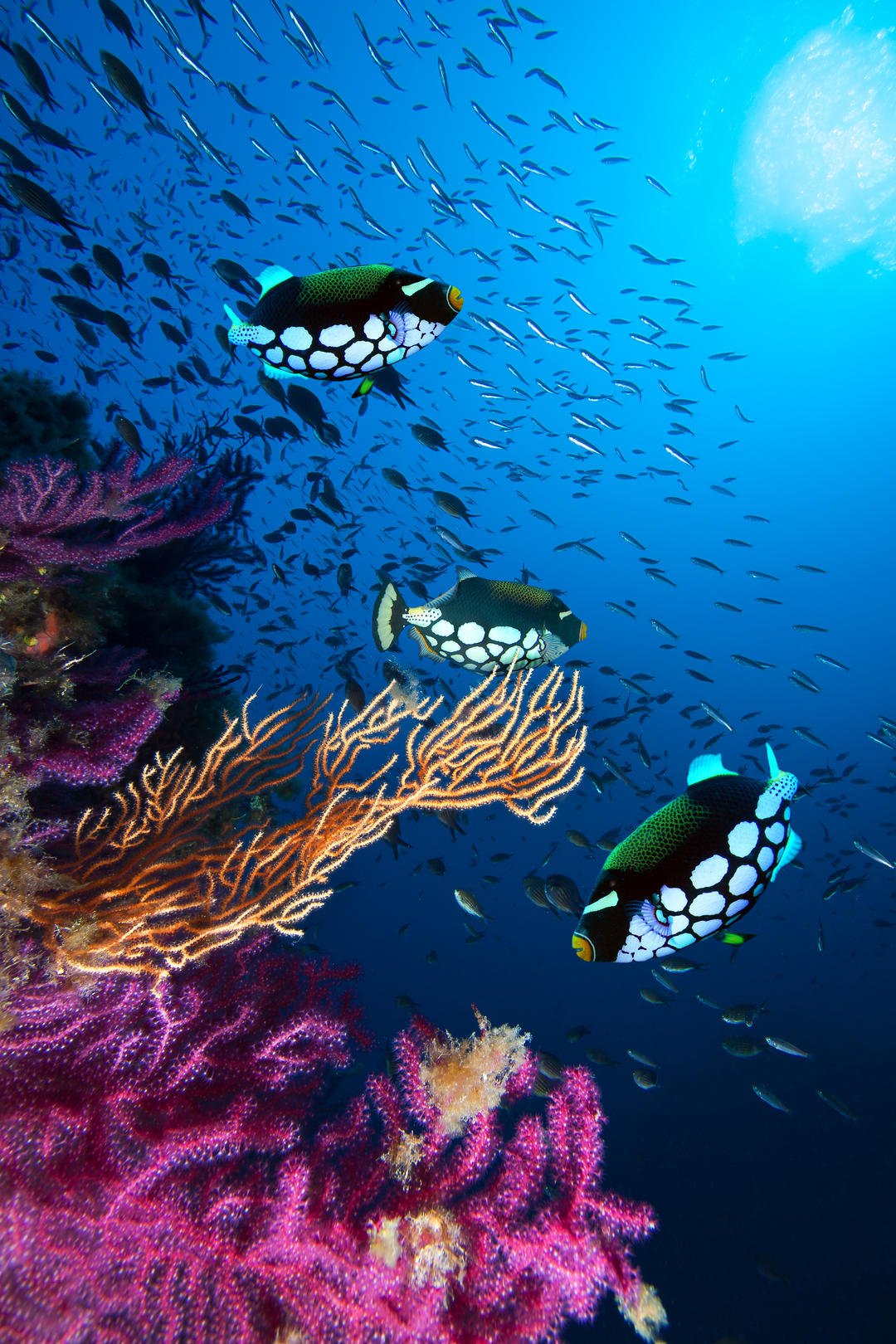 Косяки риб серед коралів