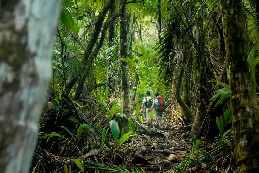 Два туристи пробираються через густі джунглі національного парку