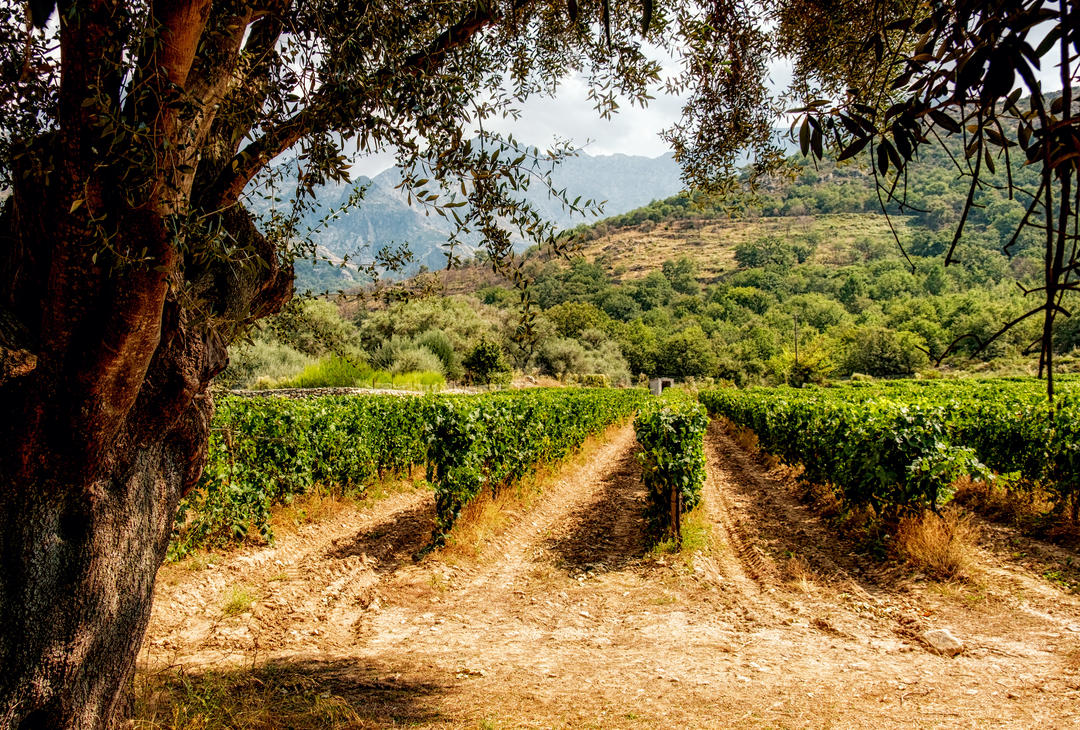 Ряди виноградних лоз, що ростуть в оточенні оливкових дерев