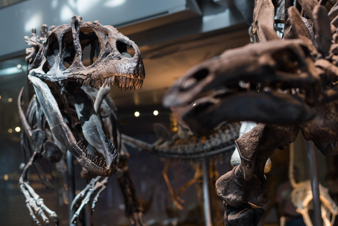 Скелети динозаврів у музеї