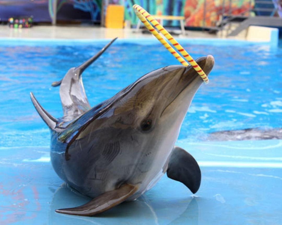 Дельфін у дельфінарії