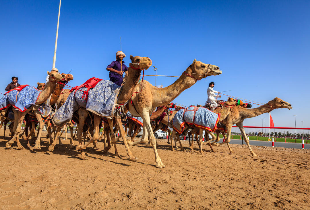 Дубайський клуб верблюжих бігів