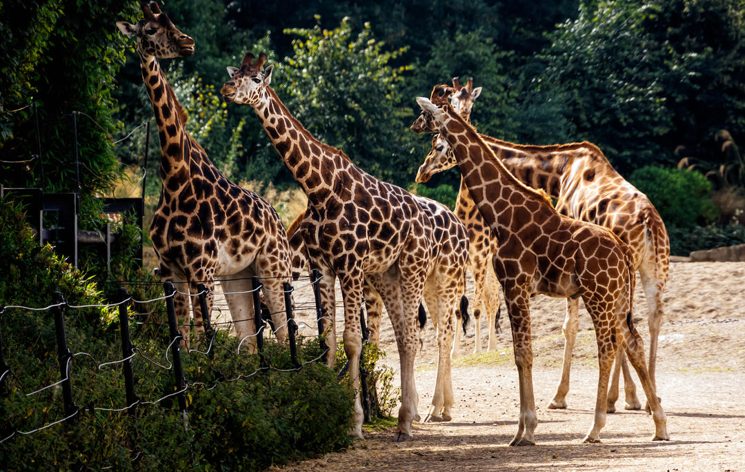 Жирафи у дублінському зоопарку