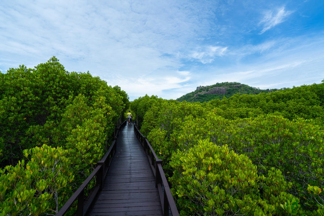 Волога дерев'яна доріжка в джунглях мангрових заростей