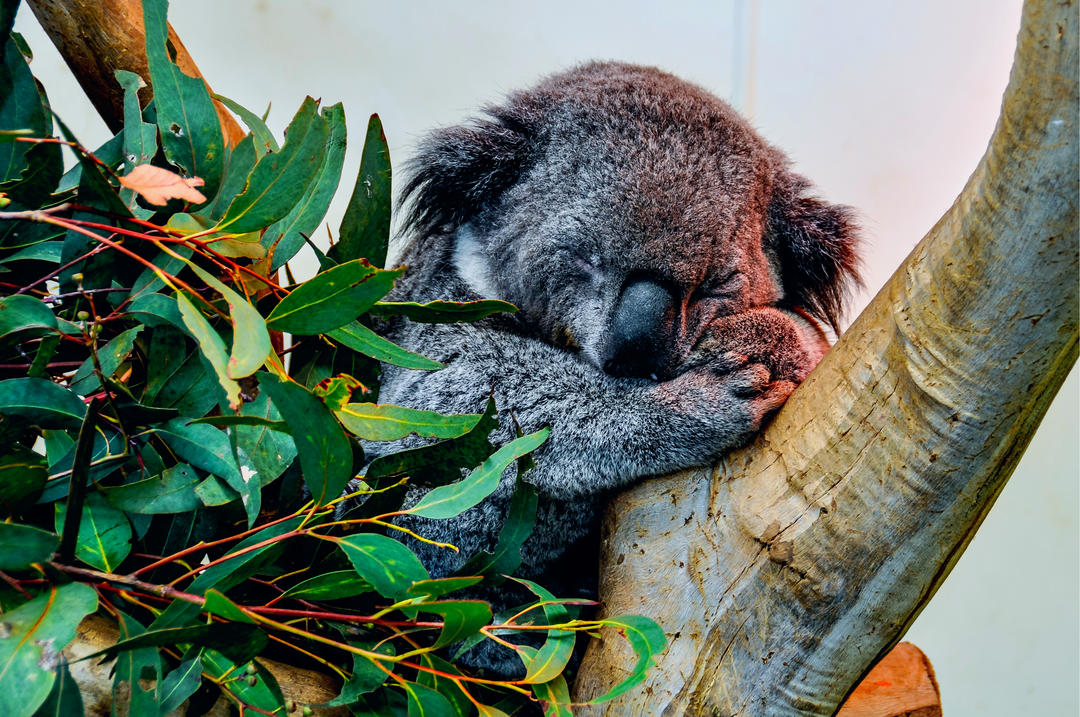 Спляча коала в парку дикої природи