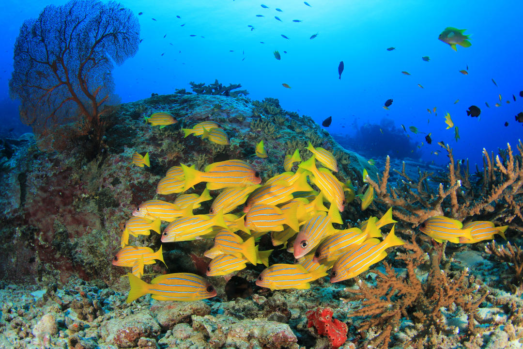 Косяк жовто-смугастих риб на кораловому рифі