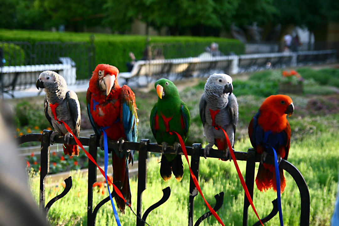 П'ять великих різнокольорових папуг, що сидять на повідку