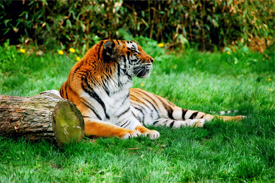 Тигр у зоопарку
