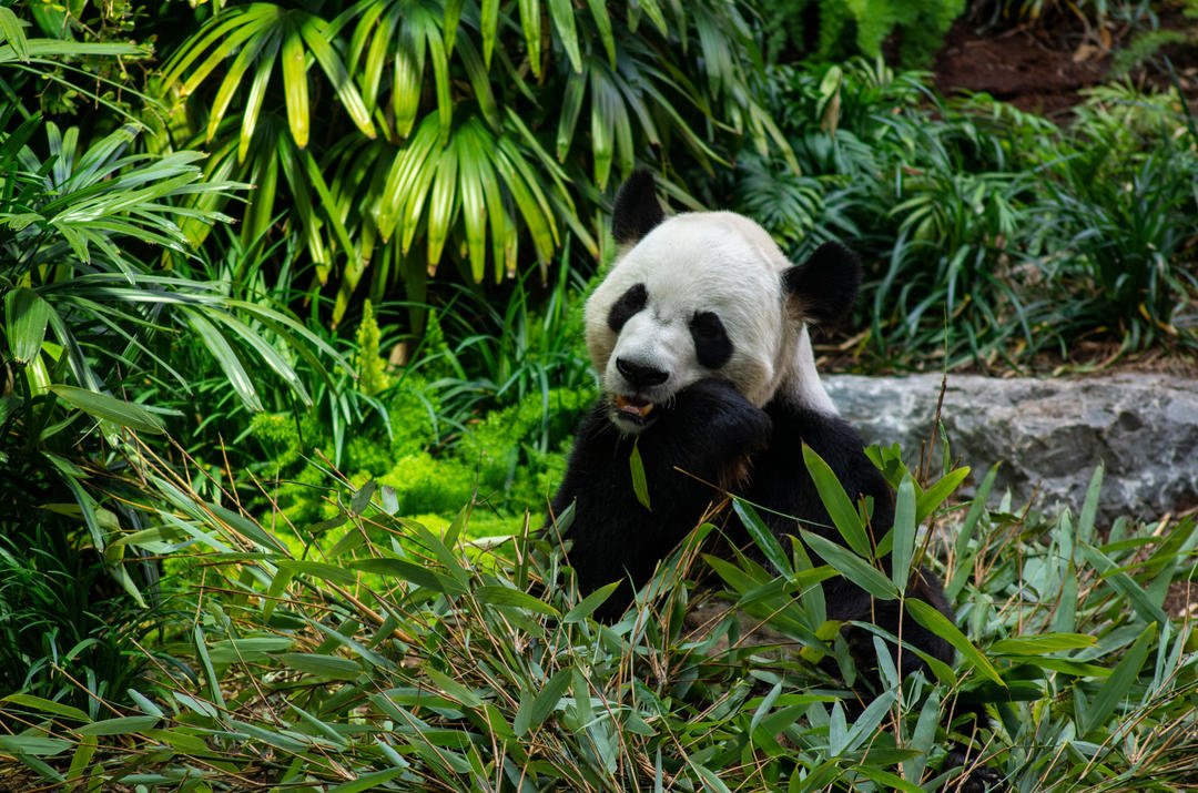 Гігантська гігантська панда Сян Сян їсть бамбук