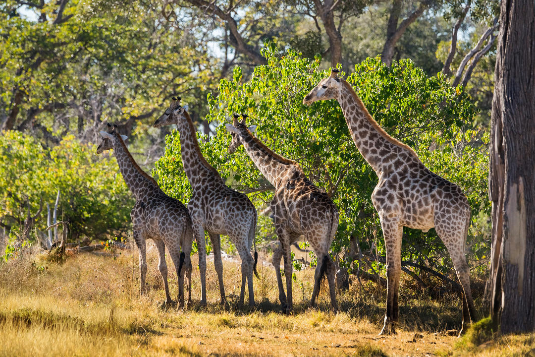 Стадо жирафів в африканському чагарнику