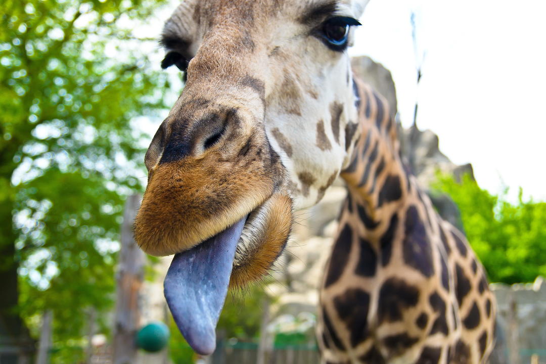 Жираф висунув мову