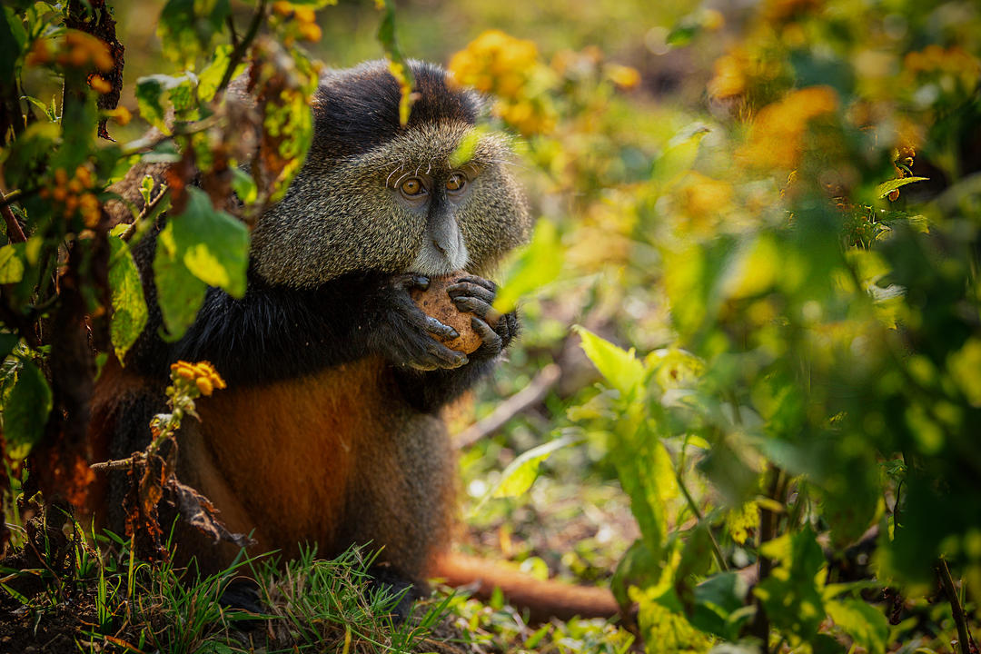 Мавпи поїдають листя