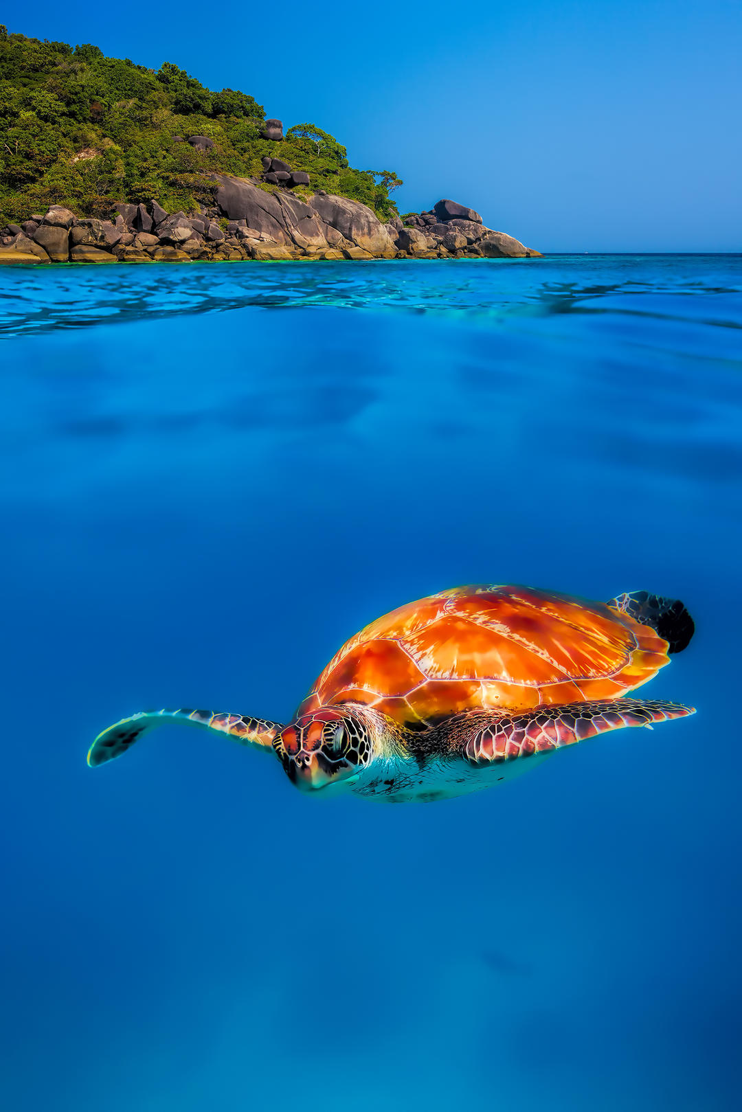 Морська черепаха зверху на Симіланських островах