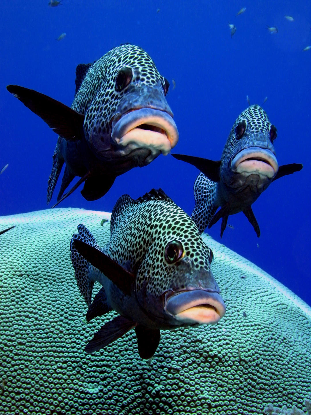 Група солодких губ Арлекіна над твердим коралом