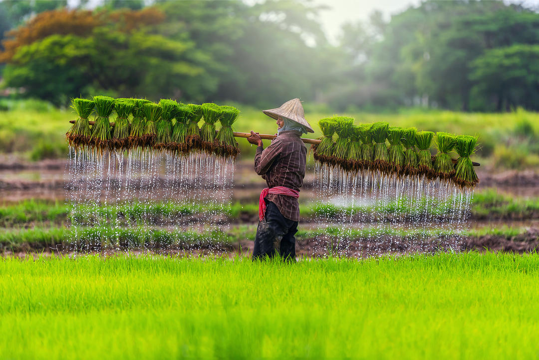 Фермери вирощують рис у сезон дощів