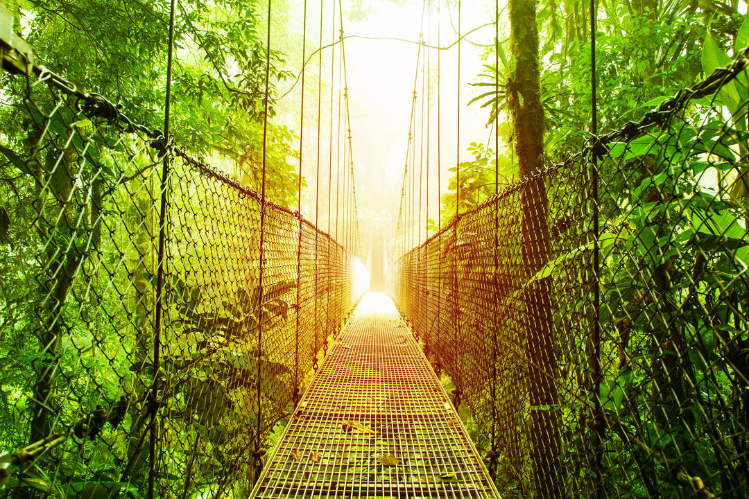 Пішохідний міст у джунглях